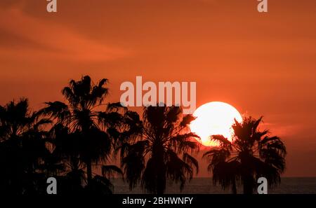 Beirut, Libano. 27 aprile 2020. Le palme sono state ribattite dal sole arancione che tramonta sul Mar Mediterraneo in una serata primaverile sulla capitale libanese Beirut. Credit: amer Ghazzal/Alamy Live News Foto Stock