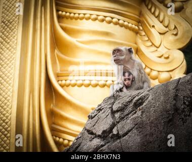 Madre e giovane scimmia macaque a coda lunga seduta sulla roccia alla base della statua d'oro alla grotta di Batu, santuario di Hundiu, Kuala Lumpur. Foto Stock