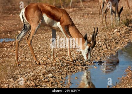 Springbok bere, ( Antidorcas marsupialis ), Kgalagadi Transfrontier Park, Sudafrica Foto Stock