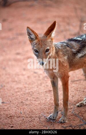 Nero-backed jackal (Canis mesomelas), Kgalagadi Parco transfrontaliero, Sud Africa Foto Stock
