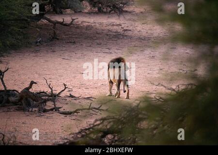 Kalahari leone di manna nera (Panthera leo), Kgalagadi Transfrontier Park, Sudafrica Foto Stock