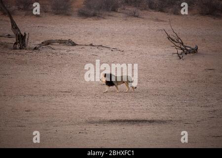 Kalahari leone di manna nera (Panthera leo), di Kalahari Tented Camp, Kgalagadi Transfrontier Park, Sudafrica Foto Stock