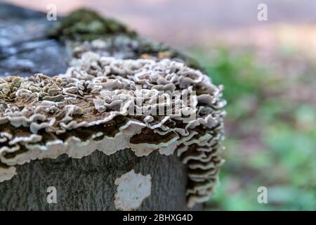Funghi saprofitici, Coriolus versicolor, su un tronco di albero morto Foto Stock