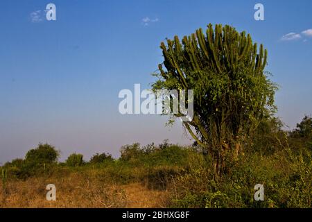 L'Euphorbia o albero dei Candelabri è un succeluente distintivo trovato nelle regioni calde ed asciutte dell'Africa. Ottimo per conservare l'acqua Foto Stock