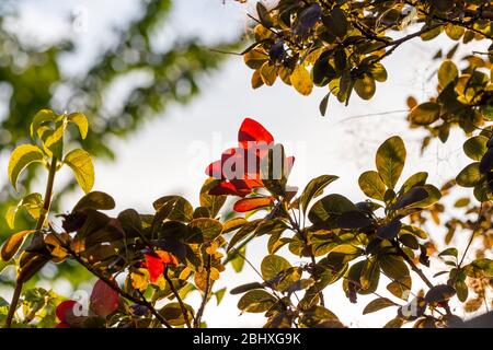Il verde e il rosso lasciano retroilluminati dal sole Foto Stock