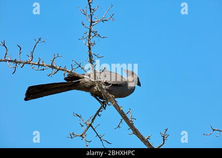 Uccello da asporto (Corythaixoides Concolor), Parco Nazionale Kruger, Sudafrica Foto Stock