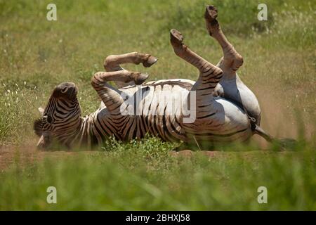 La zebra di Burchell (Equus quagga burchellii) si arrotola nella polvere, Parco Nazionale Kruger, Sudafrica Foto Stock