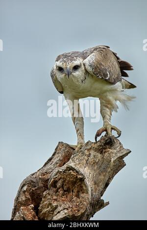 Aquila marziale immatura (Polemaetus bellicosus), Parco Nazionale Kruger, Sudafrica Foto Stock