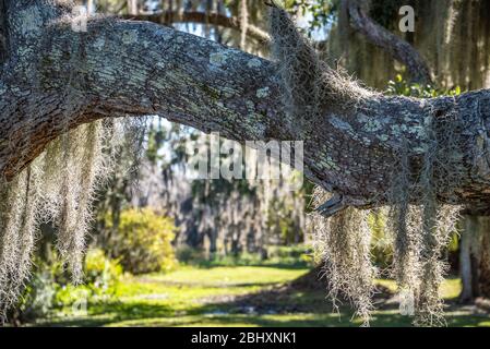 Florida Live Oak Tree con muschio spagnolo lungo il Lago Minneola a Clermont, Florida. (STATI UNITI) Foto Stock