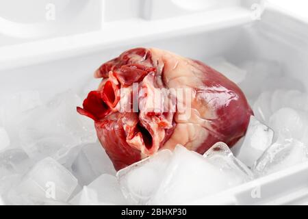 Primo piano organo cardiaco in frigo Foto Stock