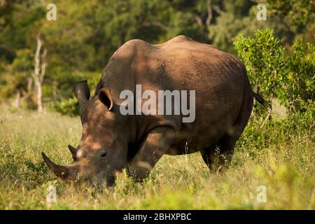 Rinoceronte bianco del sud (Ceratotherium simum simum), Kruger National Park, Sud Africa Foto Stock