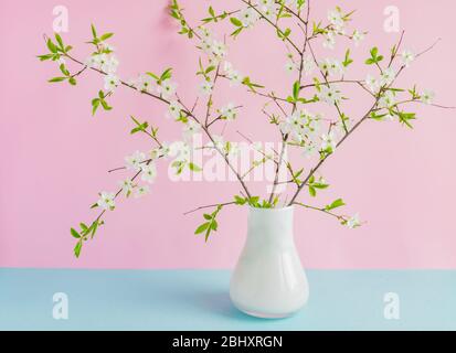 rami di ciliegio fiorente in vaso bianco su doppio sfondo pastello rosa e blu Foto Stock