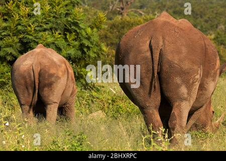 Fondo di vacca e vitello bianco del sud rinoceronte (Ceratotherium simum simum), Parco Nazionale Kruger, Sudafrica Foto Stock