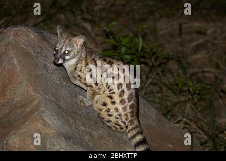 genet a macchie grandi (Genetta tigrina), Parco Nazionale Kruger, Sud Africa Foto Stock