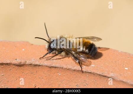 Rote Mauerbiene, Rostrote Mauerbiene, Mauerbiene, Mauer-Biene, Männchen, Osmia bicornis, Osmia rufa, ape di muratore rosso, ape di muratore, maschio, l'osmie rousse, M. Foto Stock