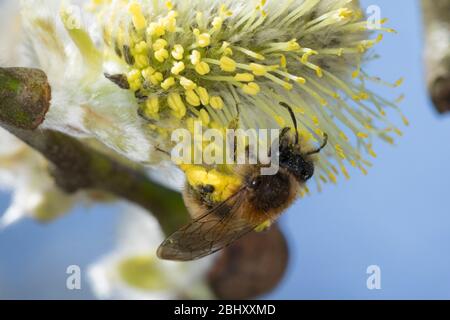 Frühe Weidensandbiene, Frühe Weiden-Sandbiene, Frühe Sandbiene, Sandbiene, Weibchen beim Blütenbesuch an Salweide, SAL-Weide, Weide, Salix, Andrena cf Foto Stock