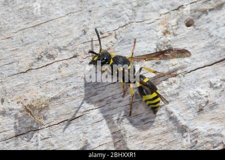 Mauer-Lehmwespe, Mauerlehmwespe, Lehmwespe, Weibchen, Ancistrocerus nigricornis, Solitäre Faltenwespen, Eumeninae, vespa, vespe, vespe, muratore wa Foto Stock