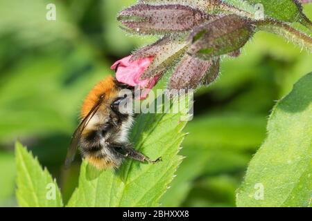 Ackerhummel, Acker-Hummel, Hummel, Weibchen, Königin, Blütenbesuch an Lungenkraut, Pulmonaria, Bombus pascuorum, Bombus agrorum, Megabombus pascuorum Foto Stock