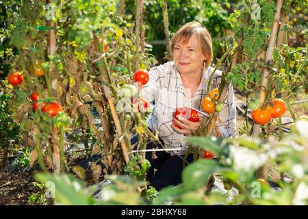 Donna sorridente matura che raccoglie pomodori in orto Foto Stock