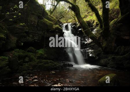 Piccola cascata appena a valle della cascata su Nant Bwrefwr. Foto Stock