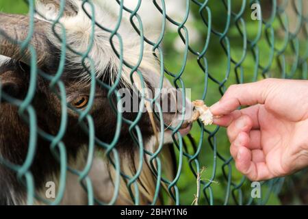 Capra affamata che mangia pane dalla mano. Alimentazione degli animali in fattoria, tempo di alimentazione allo zoo di animali domestici. Concetto di fattoria e agricoltura, fine settimana del villaggio. Fattoria Foto Stock