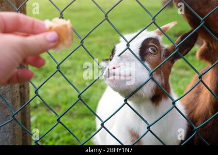 Capra affamata che mangia pane dalla mano. Alimentazione degli animali in fattoria, tempo di alimentazione allo zoo di animali domestici. Concetto di fattoria e agricoltura, fine settimana del villaggio. Fattoria Foto Stock