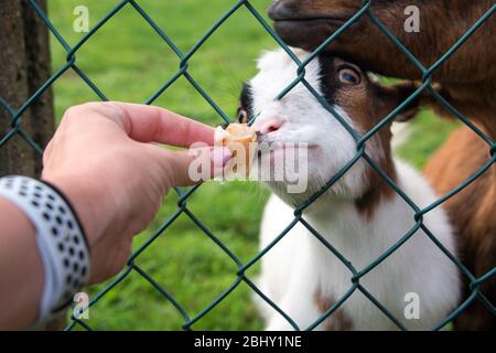 Capra affamata che mangia pane dalla mano. Alimentazione degli animali in fattoria, tempo di alimentazione allo zoo di animali domestici. Concetto di fattoria e agricoltura, fine settimana del villaggio. Fattoria Foto Stock