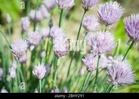 Erba cipollina fresca con ape, pollinato, ecologia, erborismo, erbe Foto Stock