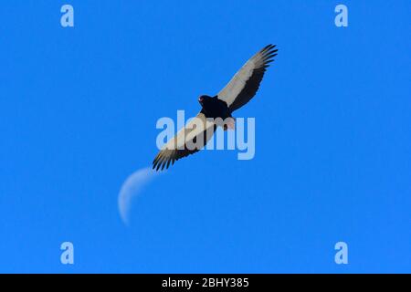 Bird watching in Africa. Aquila di Bataleur in volo, luna falce in background. Foto Stock
