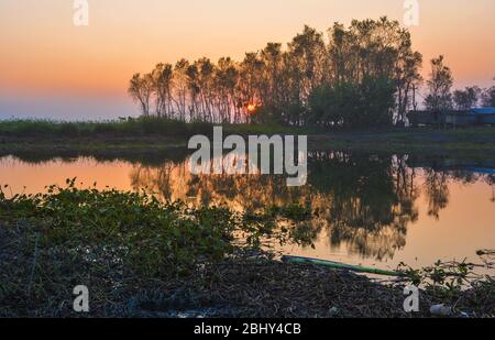 Alberi di silhouette su un campo di campagna al tramonto. Foto Stock