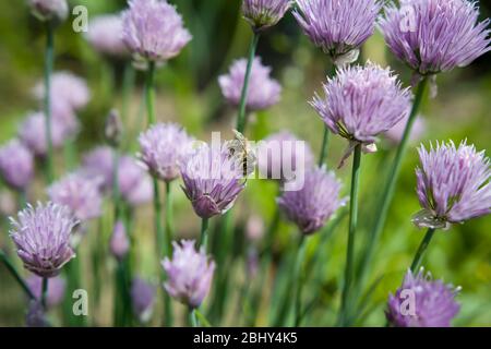 Erba cipollina fresca con ape, pollinato, ecologia, erborismo, erbe Foto Stock