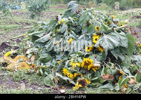 mucchio di girasoli e teste in un allotto. Foto Stock