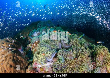 Una carripta di anemoni marini pieni di pesci pagliaccio su una colorata barriera corallina tropicale subacquea in Thailandia Foto Stock