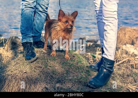 Un divertente Yorkshire Terrier si trova nell'erba tra due paia di gambe su uno sfondo d'acqua. Capelli lunghi e grandi orecchie. Jeans e stivali Foto Stock
