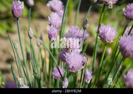 Erba cipollina fresca con ape, pollinato, ecologia, erborismo, erbe Foto Stock
