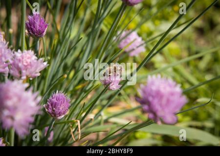 Erba cipollina fresca con ape, pollinato, ecologia, erborismo, erbe Foto Stock