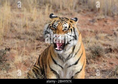 Tigre selvatiche, Canyons della tigre, Stato libero, Sudafrica. Sono allevati da John Varty come riserva per le tigri estinte in Asia. Foto Stock