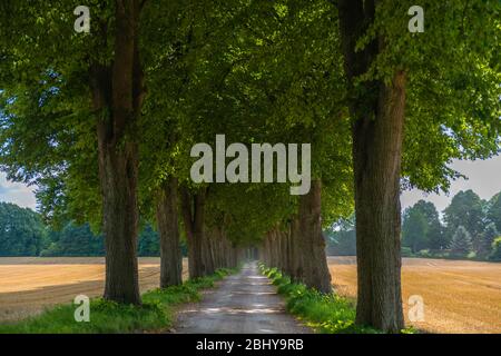 Vicolo, con premio 'Schoene Allee 2010' o 'Beautiful Alley', Bad Malente-Rachut, Distretto Ostholstein, Schleswig-Holstein, Germania del Nord, Europa Foto Stock