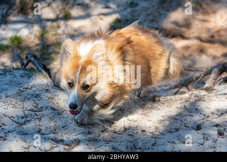 il cane gallese sugi pembroke corre lungo i sentieri di sabbia nella foresta in una giornata di primavera soleggiata Foto Stock