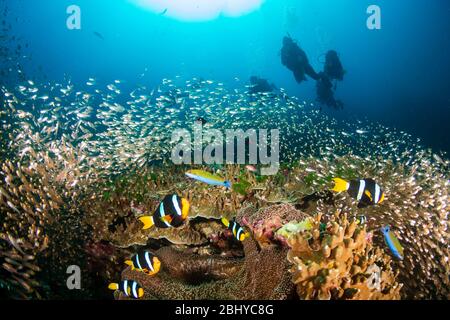 Pesce pagliaccio con subacquei di fondo su una barriera corallina tropicale sana e colorata Foto Stock