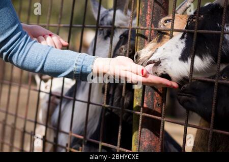 camerun, nana pigmosa marrone e nero capra che alimenta granuli di erba fresca da parte della gente nella zona DELLO ZOO, concetto DELLO ZOO Foto Stock