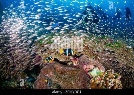Pesce pagliaccio con subacquei di fondo su una barriera corallina tropicale sana e colorata Foto Stock