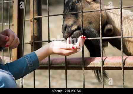 camerun, nana pigmosa marrone e nero capra che alimenta granuli di erba fresca da parte della gente nella zona DELLO ZOO, concetto DELLO ZOO Foto Stock