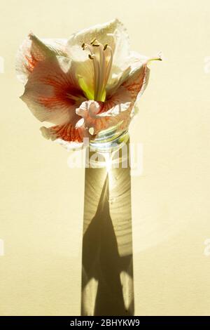 Composizione contemporanea pastello macarons e fiore Amaryllis su sfondo giallo chiaro con ombra scura. Biglietto d'auguri. Foto Stock