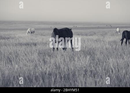 Mandria di cavalli che pascolano in pascolo serale al tramonto estivo. Paesaggio dalle tonalità retro in bianco e nero. Foto Stock