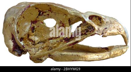 Decorato cranio poiana Foto Stock