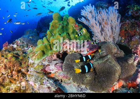 Immagine subacquea di una famiglia di graziosi Clownfish (Clarks anemonefish) su una barriera corallina tropicale nelle isole Similan della Thailandia Foto Stock