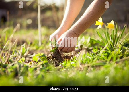 Uomo anziano che tira fuori alcune erbacce al suo giardino enorme durante il tempo di primavera, giardino di compensazione dopo l'inverno Foto Stock