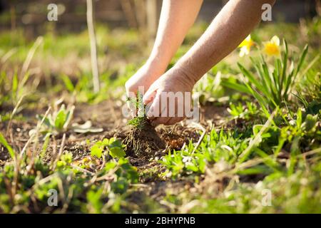 Uomo anziano che tira fuori alcune erbacce al suo giardino enorme durante il tempo di primavera, giardino di compensazione dopo l'inverno Foto Stock