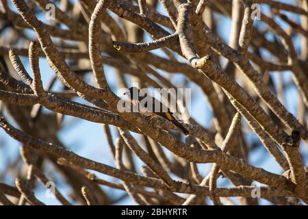 Bul (Pycnonotus tricolore), Timbavati Game Reserve, Sudafrica Foto Stock